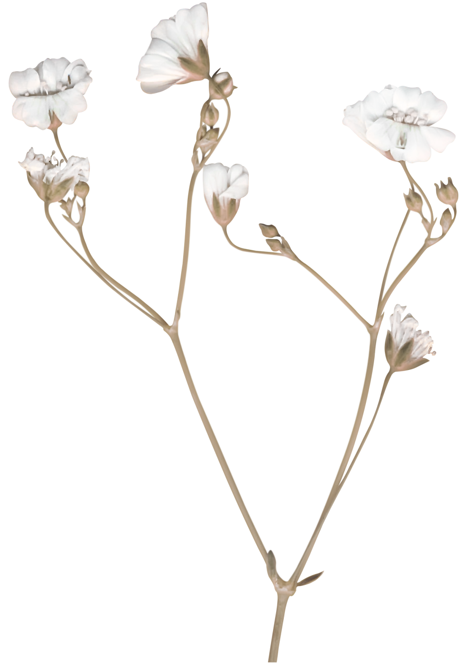 Кулик ходулочник