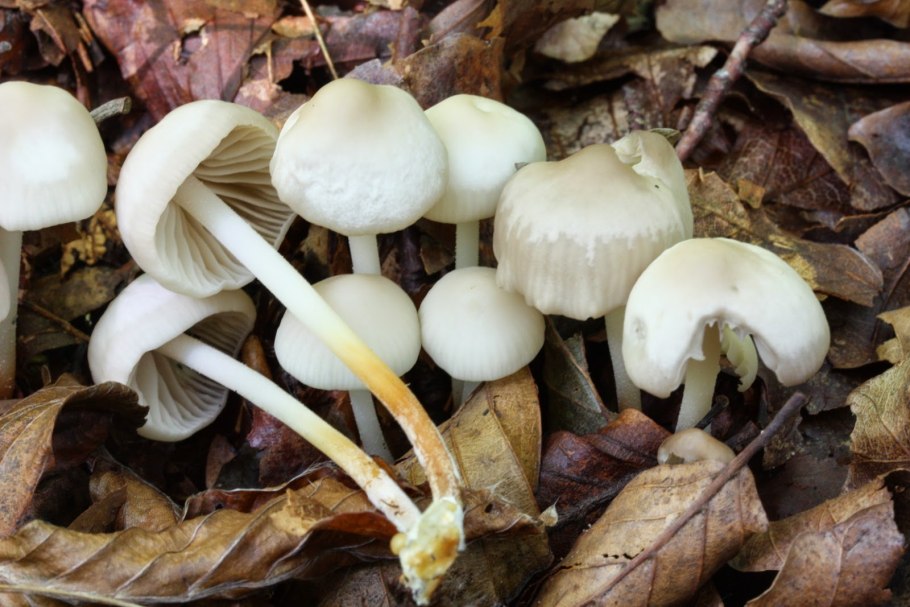 Marasmius wynnei