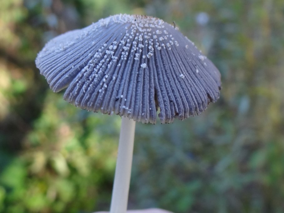 Поплавок серый (Amanita vaginata)