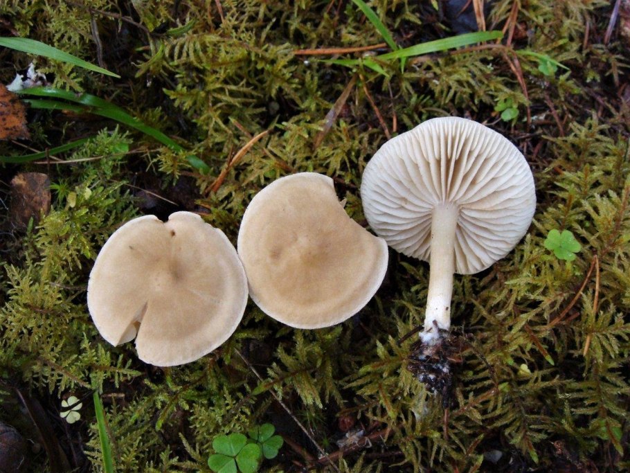 Рядовка вонючая (Tricholoma inamoenum)