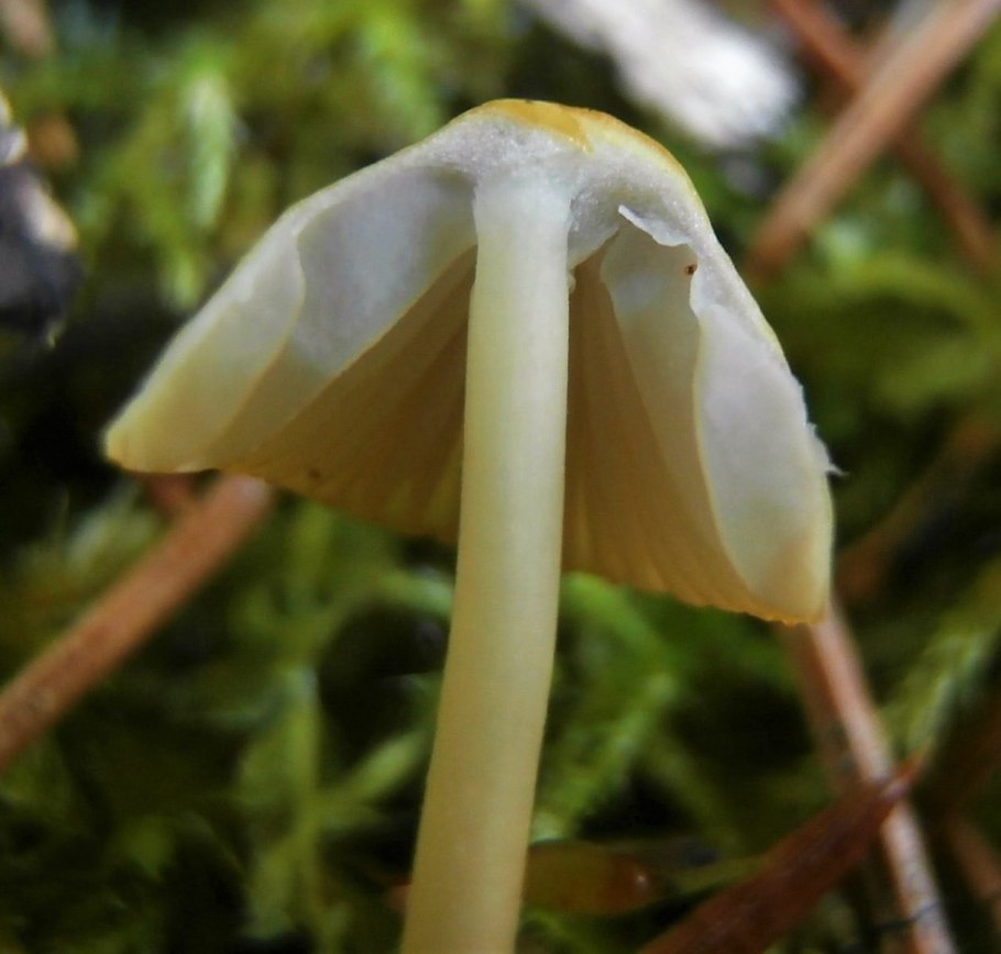 Мухомор весенний (Amanita Verna)