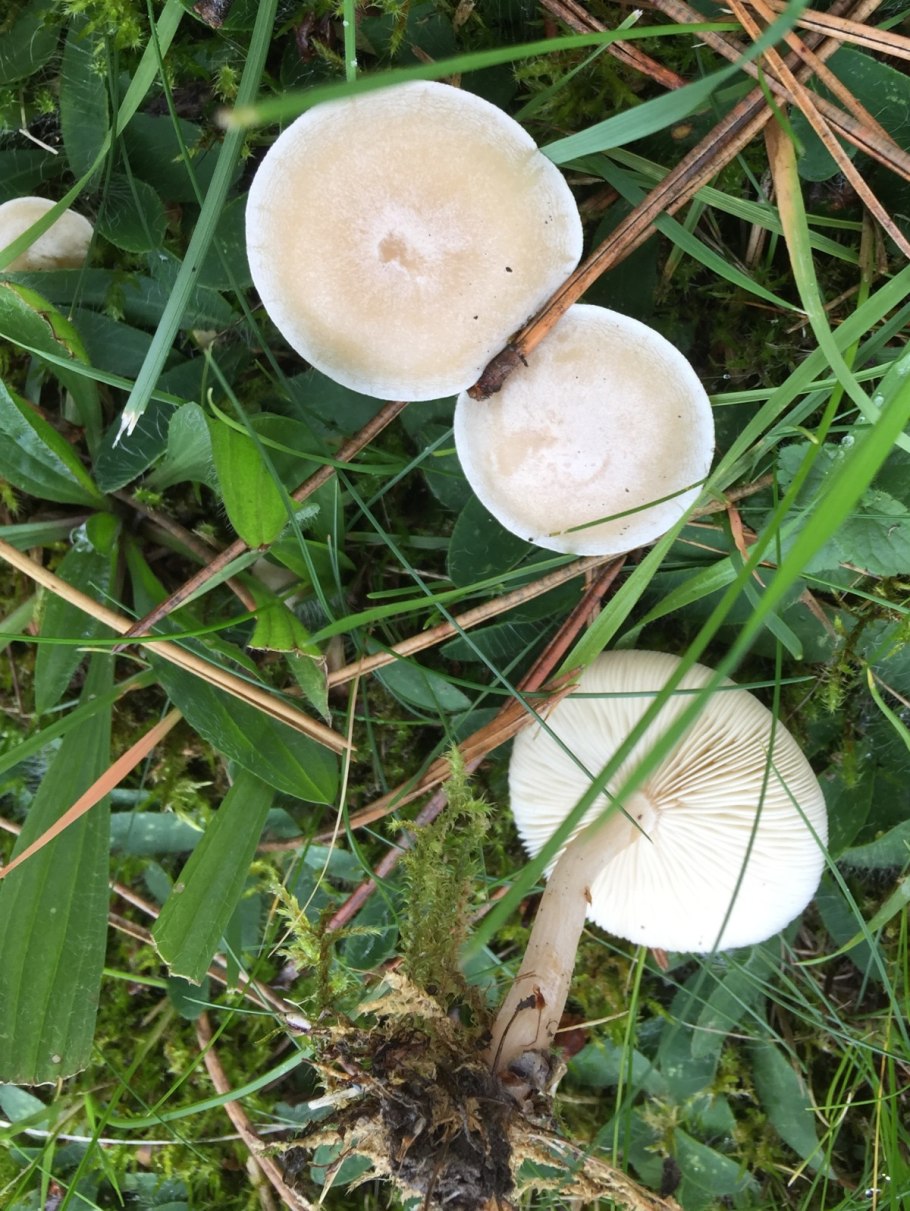 Плютей гименофор