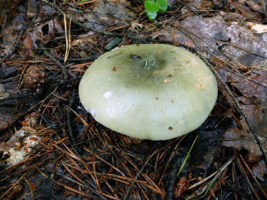 Подгруздок чёрный Russula adusta.
