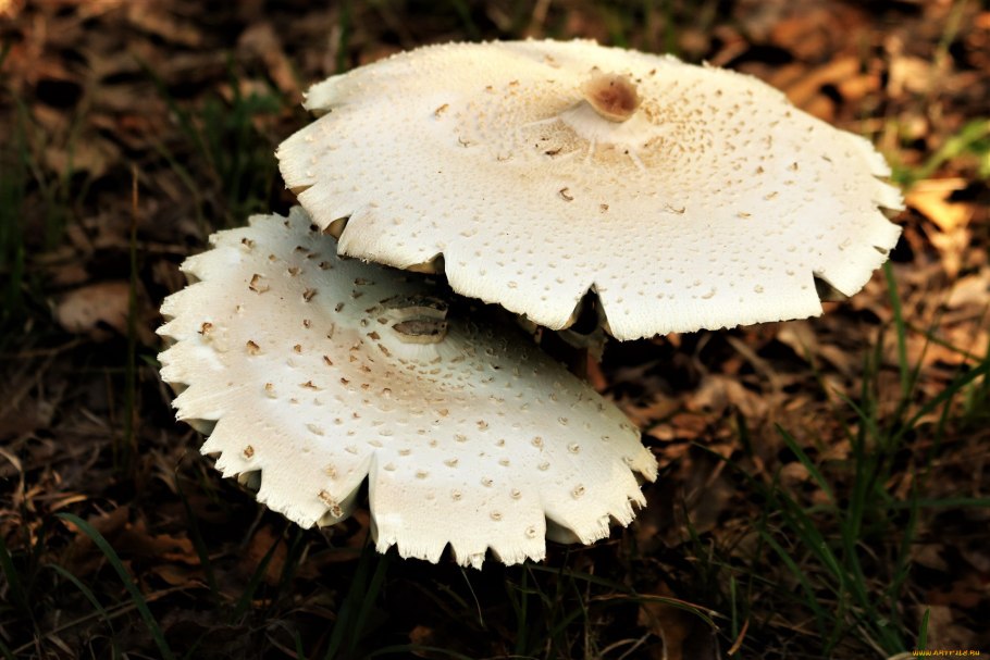 Сыроежка волнистая Russula bresadolae