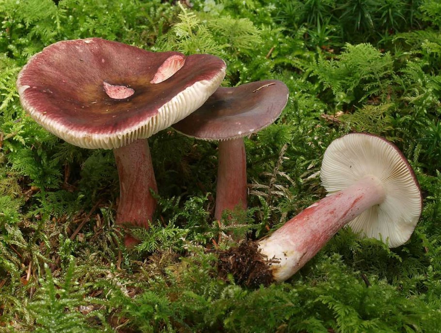 Сыроежка Мэйра Russula Nobilis