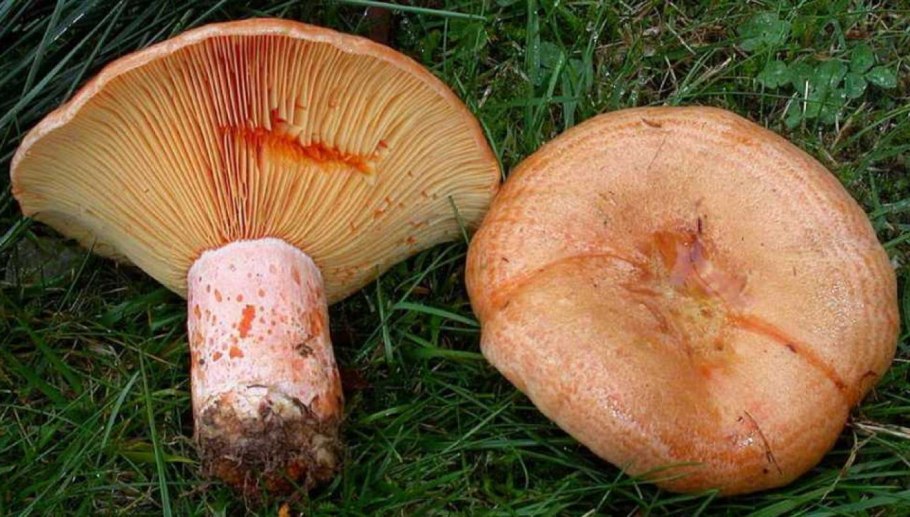 Розовый воронкообразный гриб