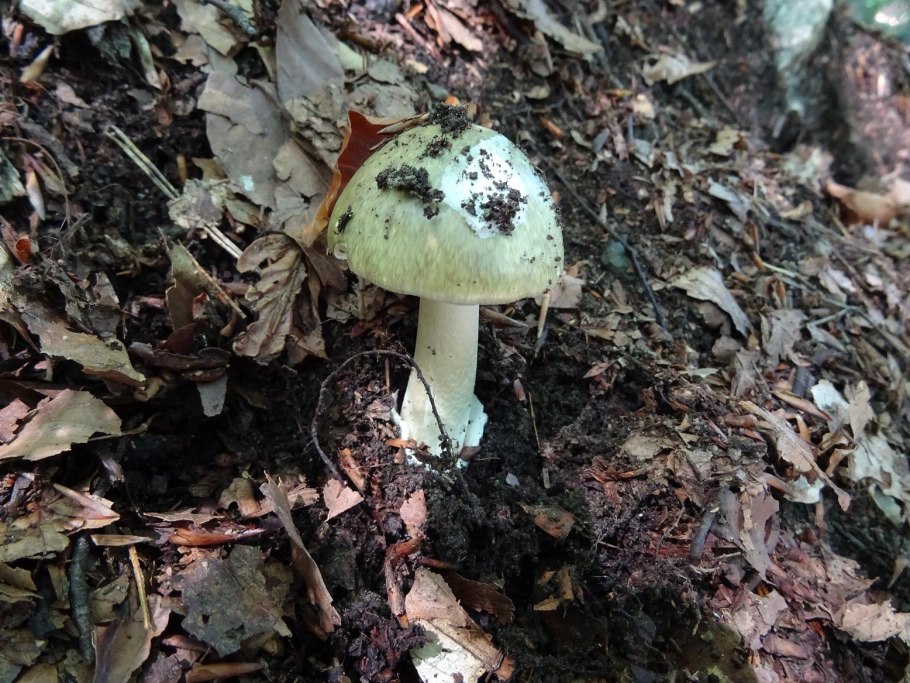 Грибы пластинчатые бледная поганка