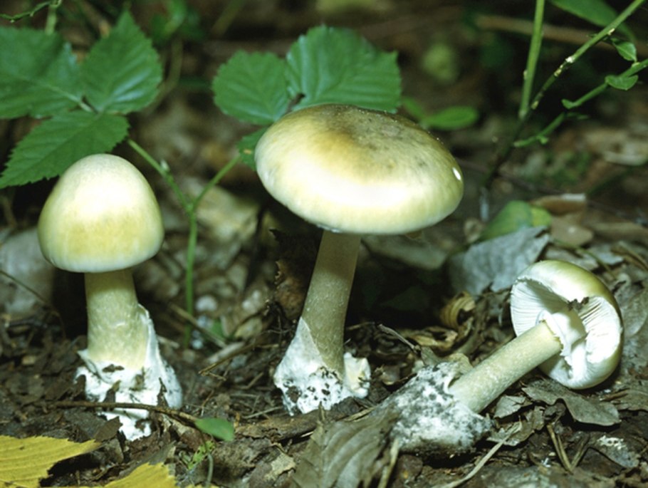 Бледная поганка Amanita phalloides