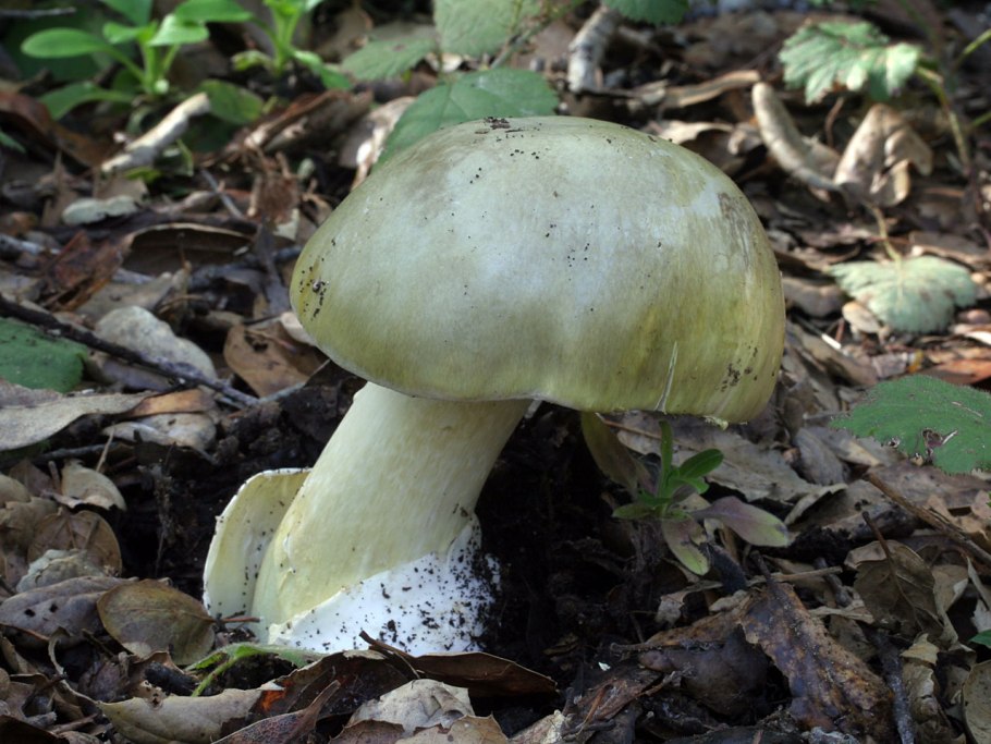 Бледная поганка Amanita phalloides