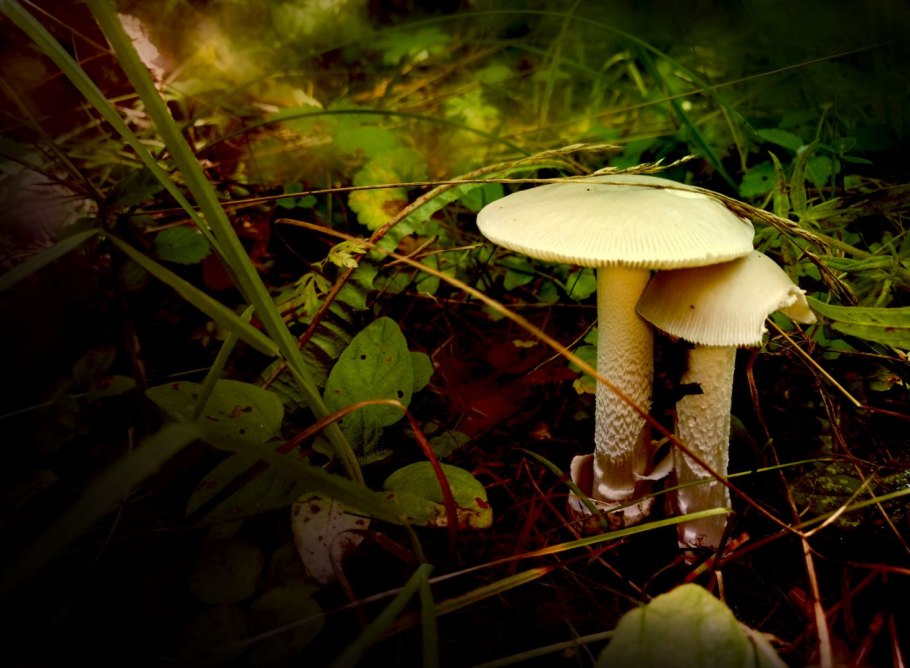 Бледная поганка Amanita phalloides