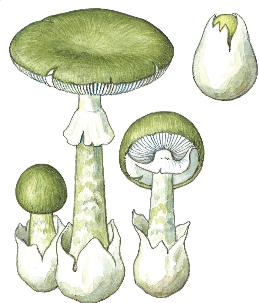 Ядовитые грибы бледная поганка