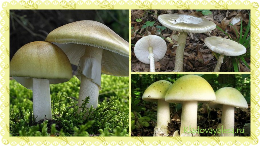 Amanita phalloides (губка гадюки)