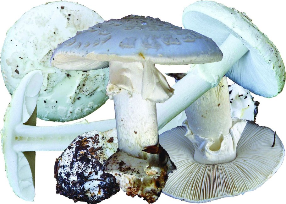 Поганка Луговая