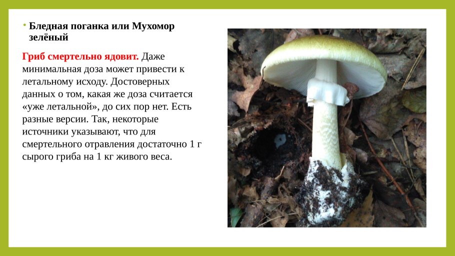 Ядовитые грибы бледная поганка