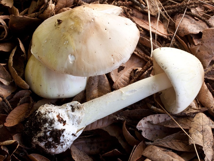 Бледная поганка Amanita phalloides