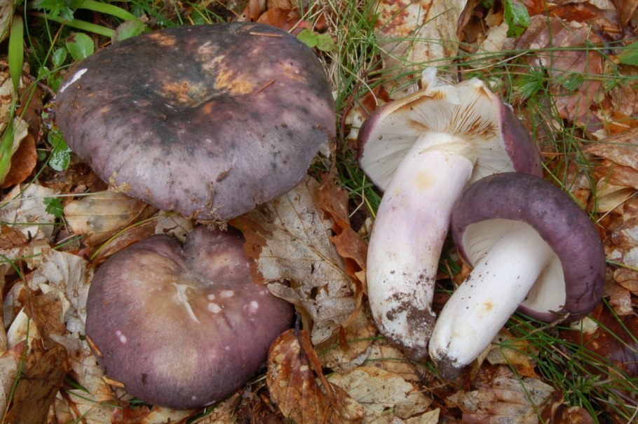 Russula aeruginea