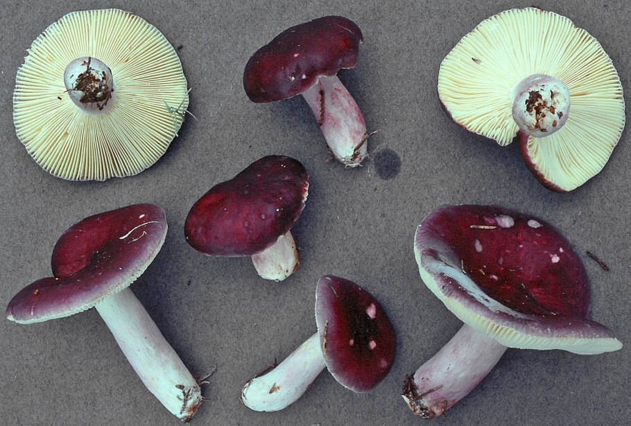 Russula sanguinea