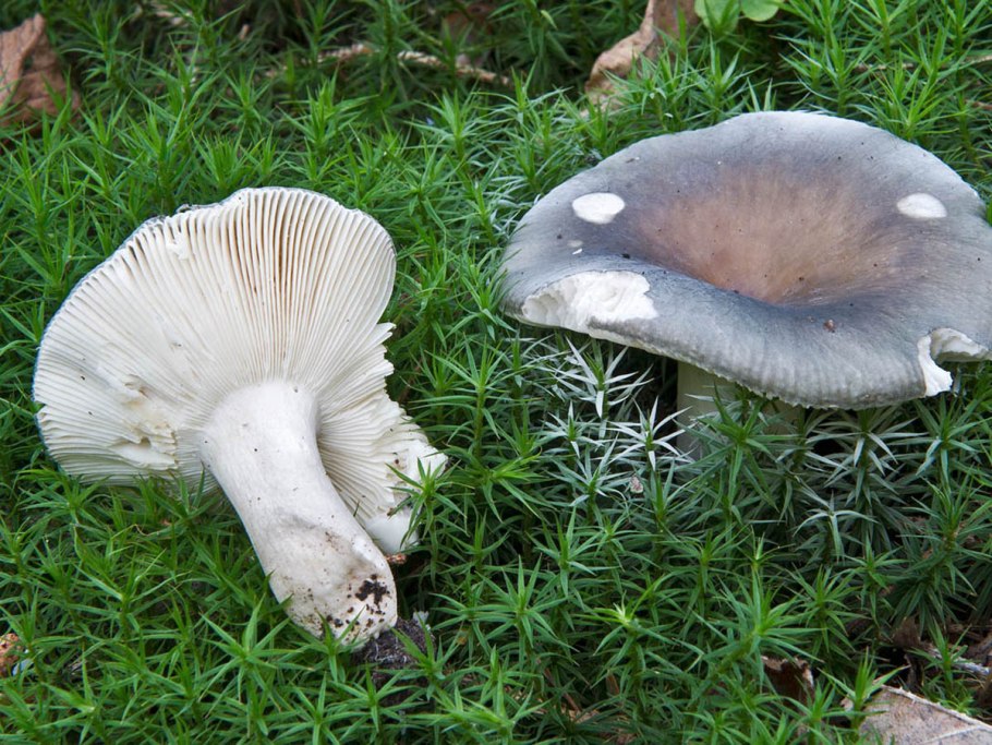 Russula Sardonia