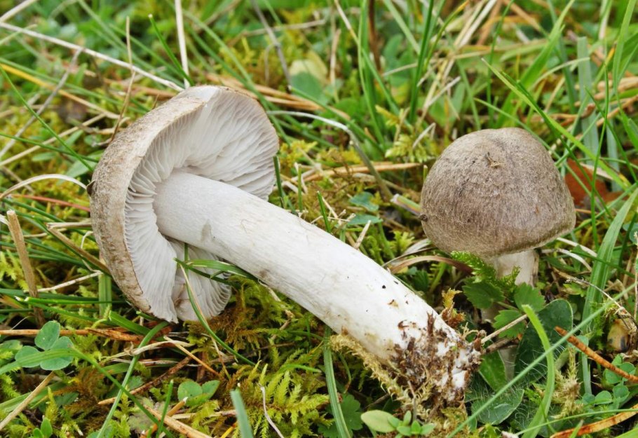 Рядовку землисто-серую (Tricholoma terreum)