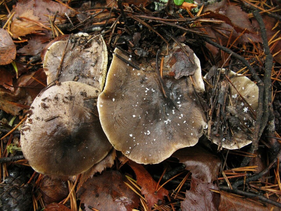 Гриб Tricholoma Stans