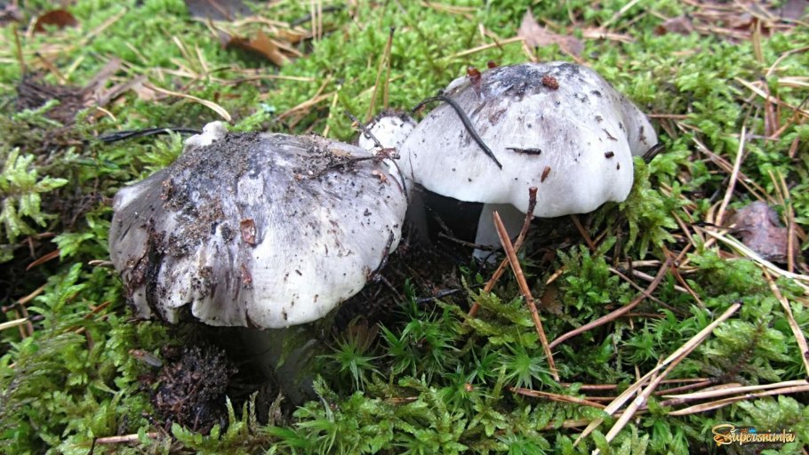Рядовка скученная Lyophyllum decastes