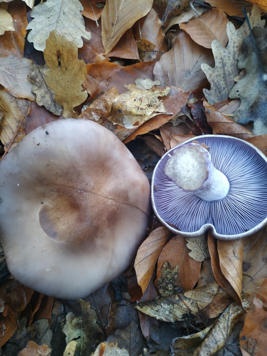 Рядовка Голубиная (лат. Tricholoma columbetta)