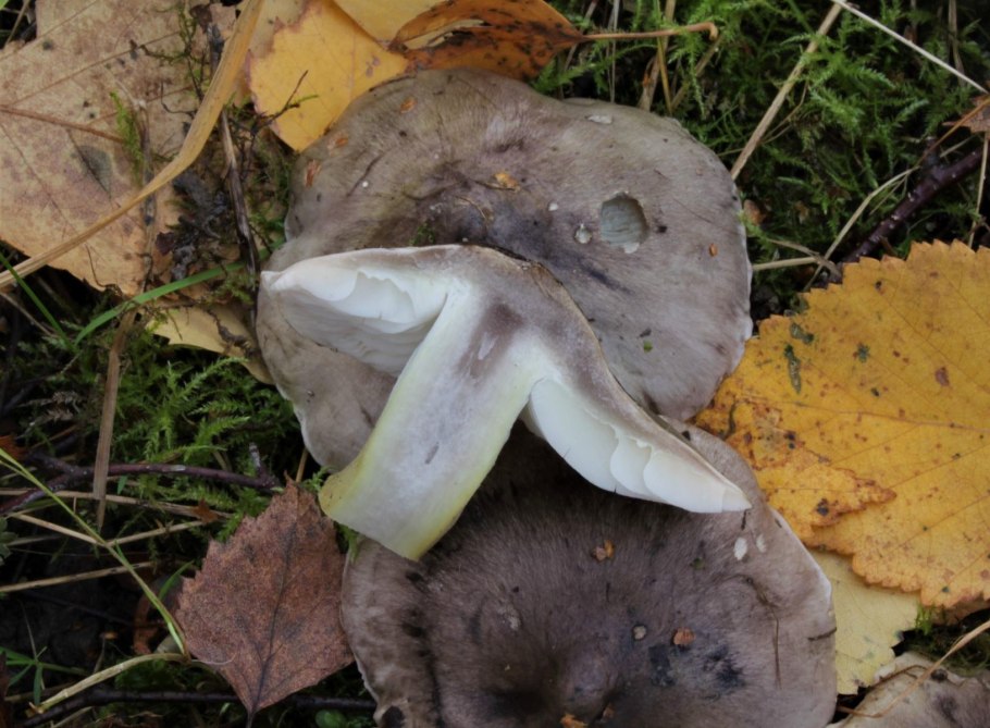 Рядовка ядовитая (Tricholoma pardinum)