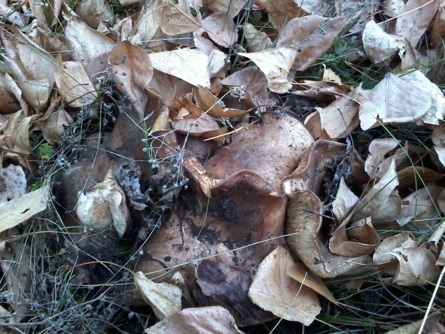 Подтопольники Сибирские