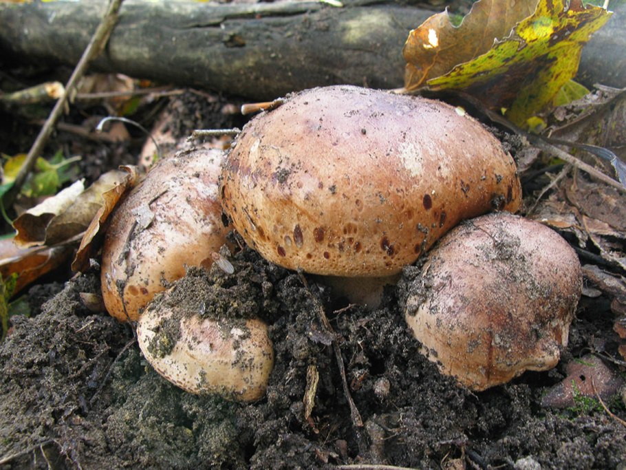 Земляные грибы в России