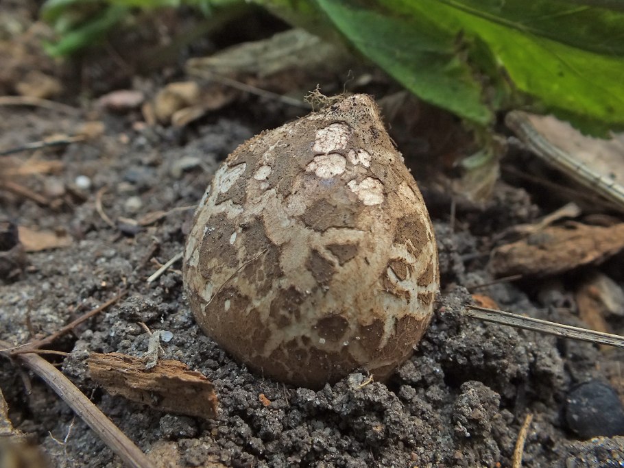 Гриб звездовик черноголовый