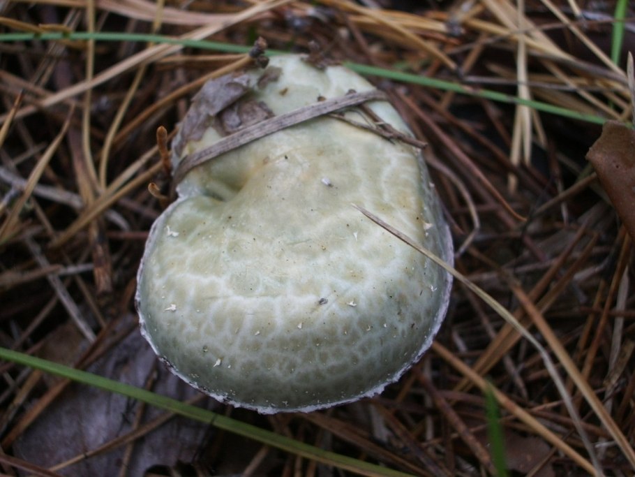 Белые склизкие грибы
