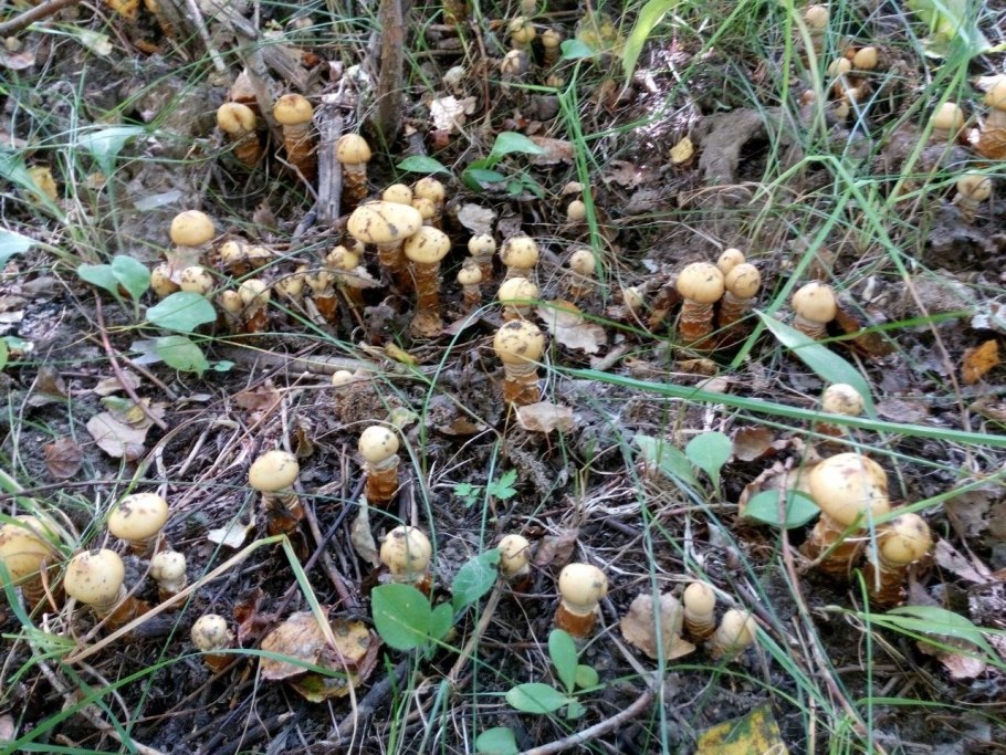 Грибы шахтерики фото