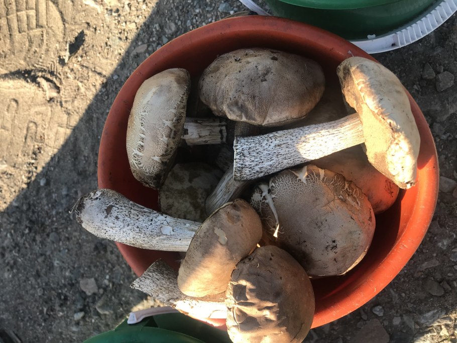 Грибы Белгородской области 2020