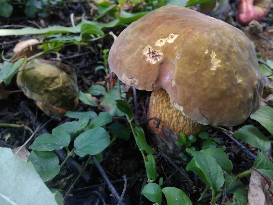 Энциклопедия грибов фото