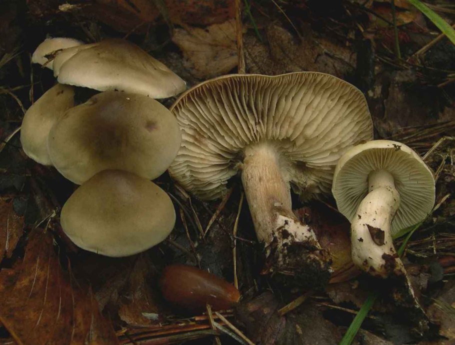 Рядовка мыльная tricholoma saponaceum