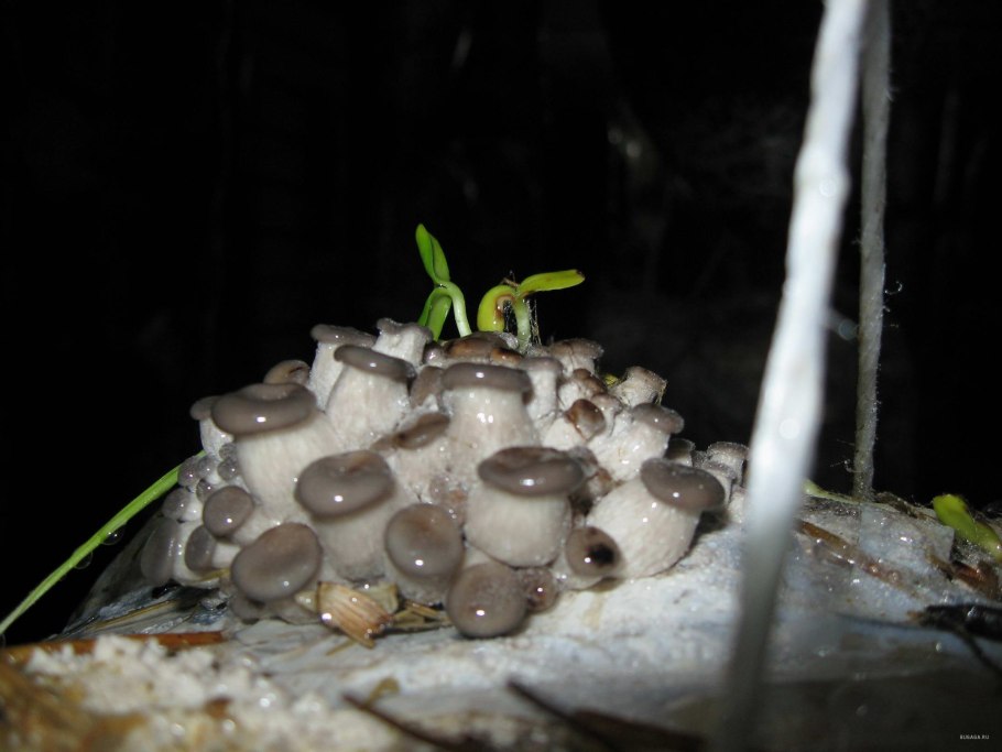 Грибы в Шахтах