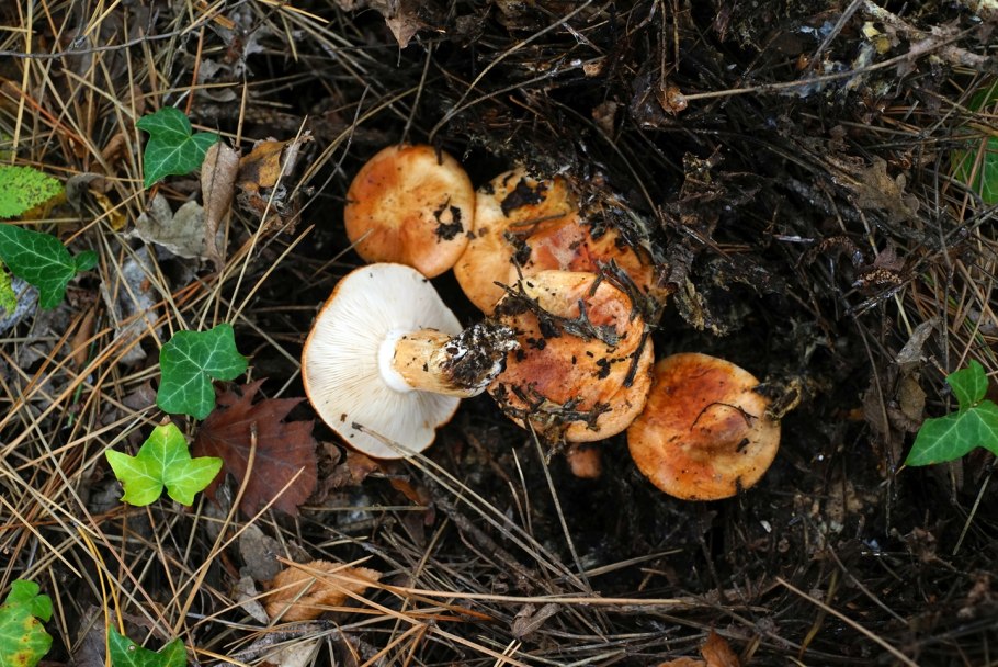 Съедобные грибы Адыгеи