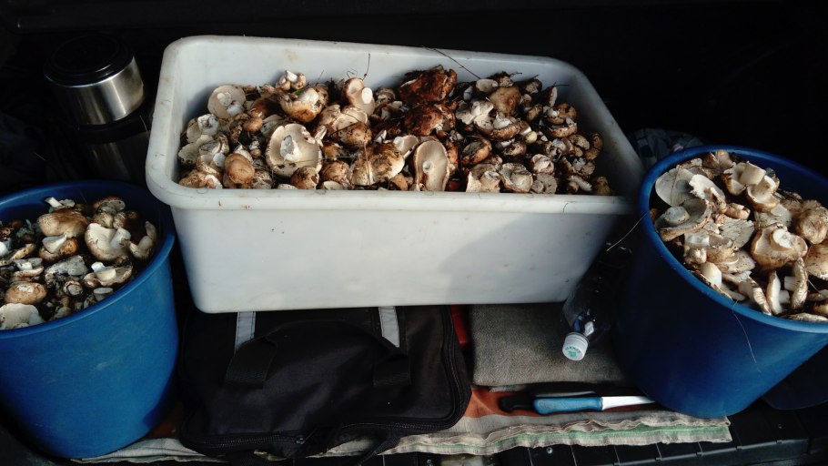 Икра грибы подтопольники