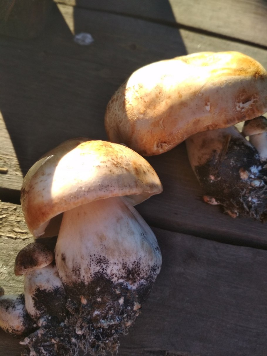 Гриб рядовка Тополевая