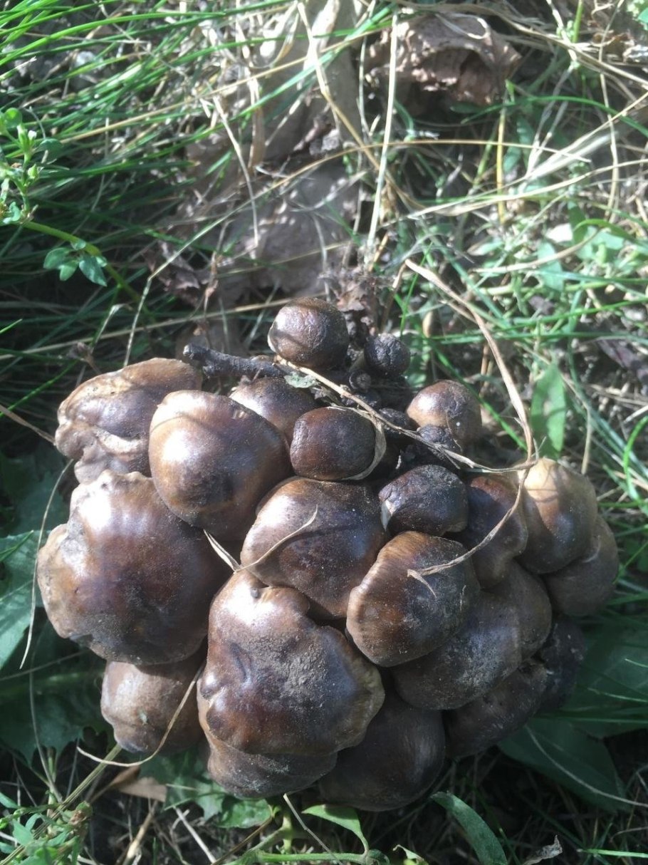 Круглые земляные грибы