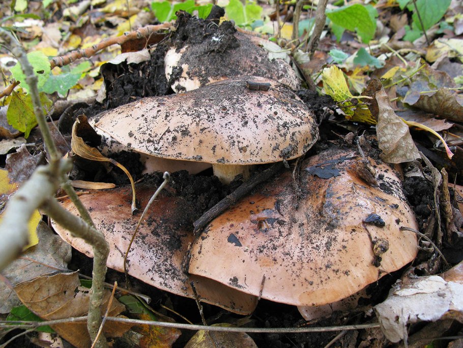 Грибы в ноябре Ставрополь