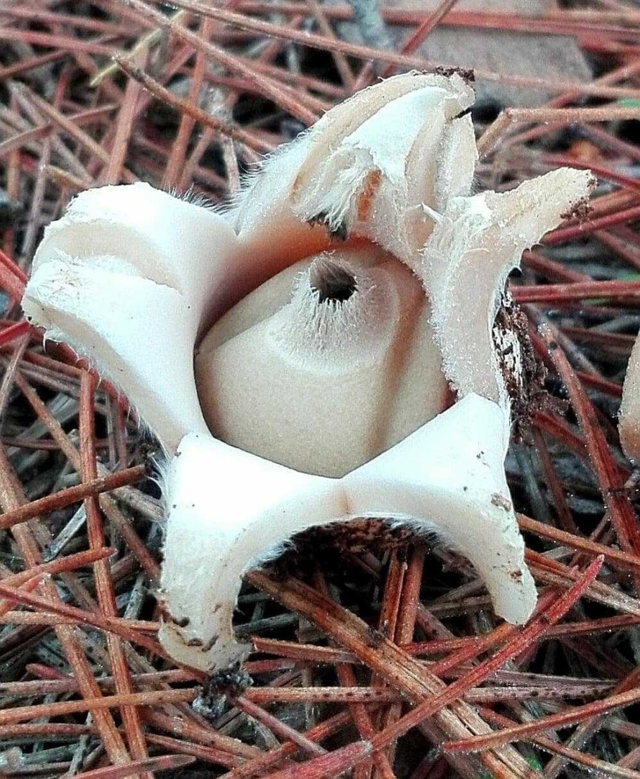 Звездовик карликовый