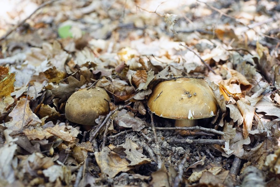 Осенние грибы Краснодарского края