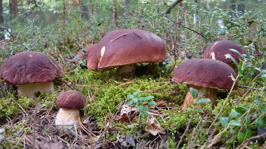 Поляна грибов