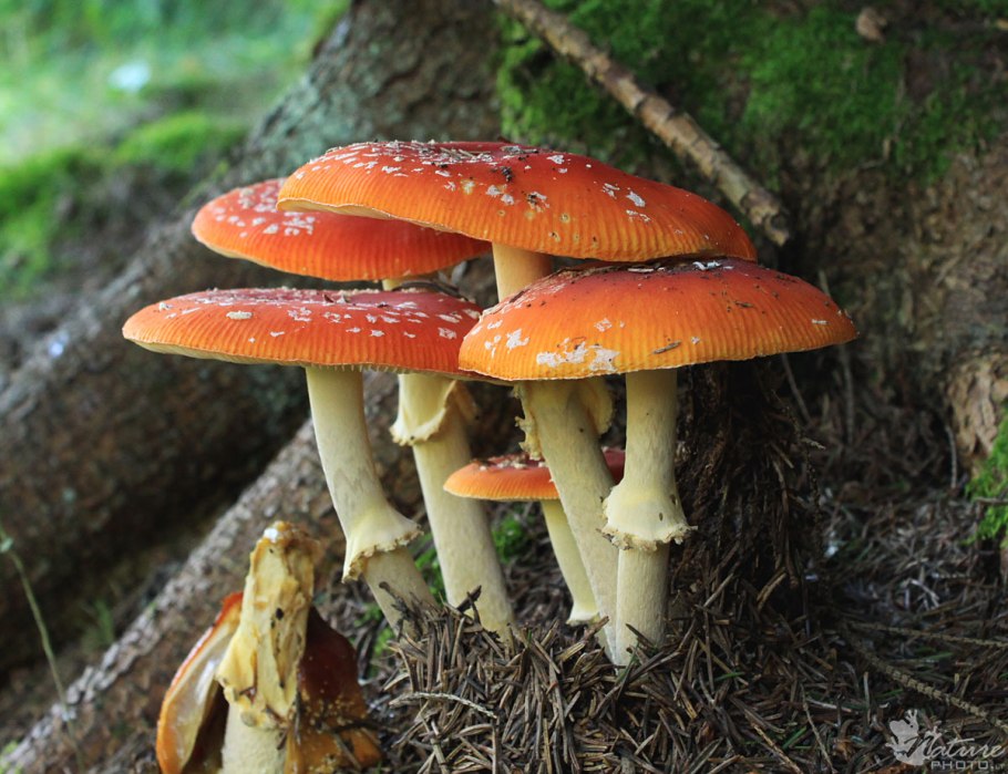 Шахтерики гриб Казахстана