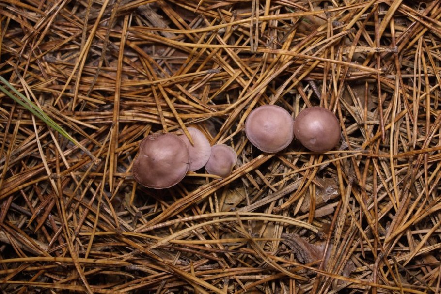 Земляной гриб фото