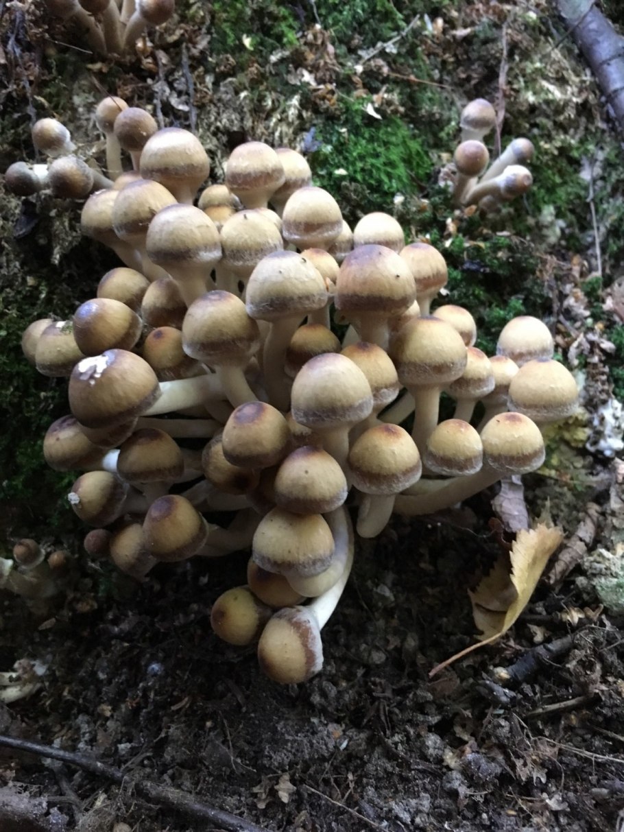 Псатирелла шаровидная