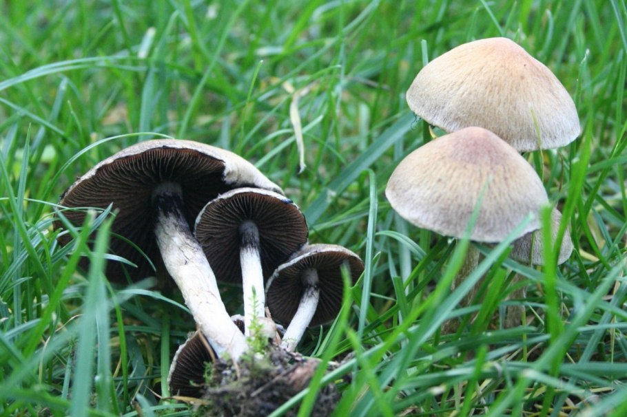 Псатирелла водолюбивая