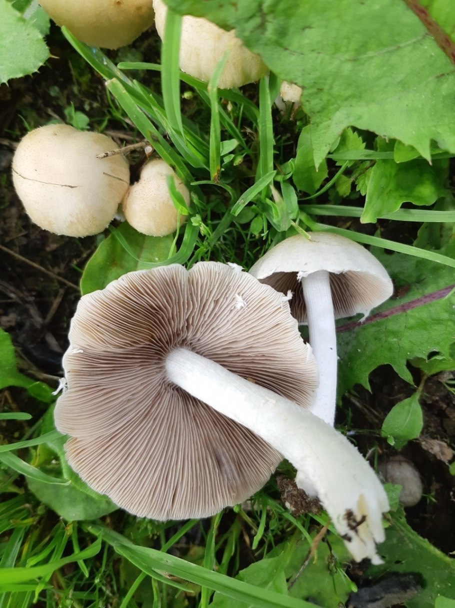 Псатирелла серо-бурая Psathyrella spadiceogrisea