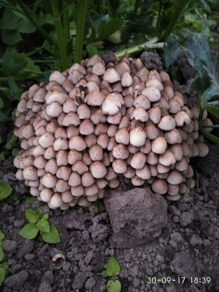 Псатирелла Кандолля